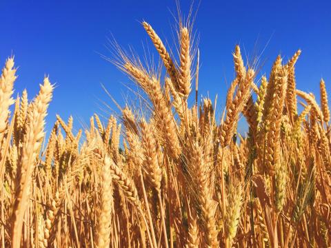 Пшеничні котирування за тиждень знизилися на 4,8-6,4% Рис.1
