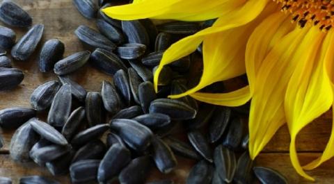 Україні вигідна заборона ЄС на імпорт насіння соняшнику - голова "Укроліяпром" Рис.1