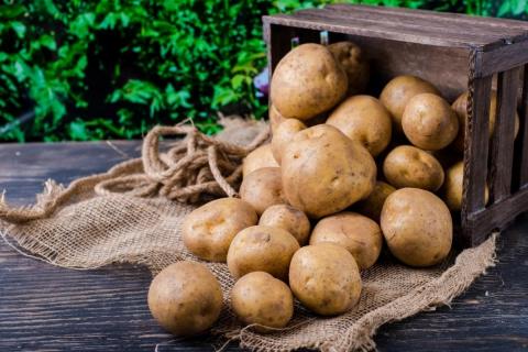 В Україні починає діяти національний стандарт якості картоплі Рис.1