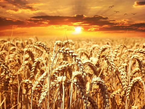 Вчені поліпшили регенерацію пшениці за допомогою нових транскрипційних факторів  Рис.1