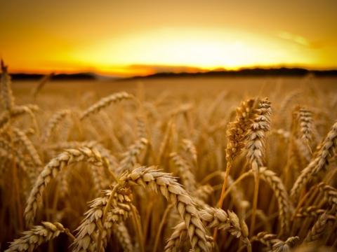 Ціни на пшеницю знову впали на 2,2-4,8% Рис.1
