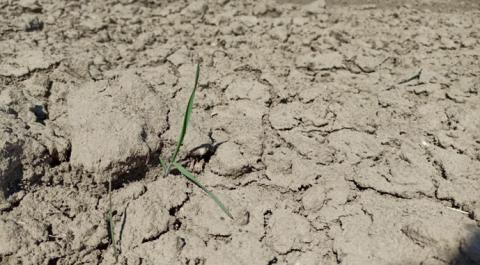 Фермери Литви втратять третину врожаю через аномальну посуху Рис.1