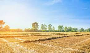 Завдяки покривним культурам фермери Харківщини відмовилися від фосфорних і калійних добрив Рис.1