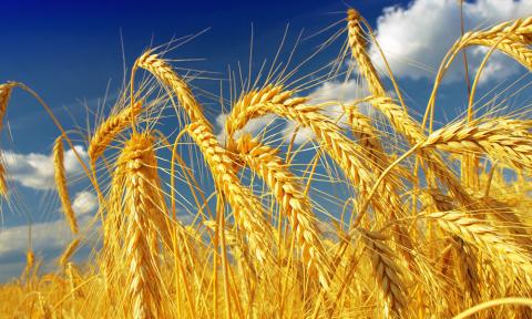 Біржові котирування на пшеницю впали на 3,3-5,9%, але в Україні ціни зростають на тлі тривалих опадів Рис.1
