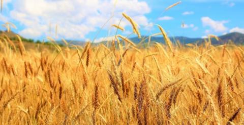Ціни на пшеницю наприкінці тижня знизилися, оскільки трейдери почали фіксувати прибутки Рис.1
