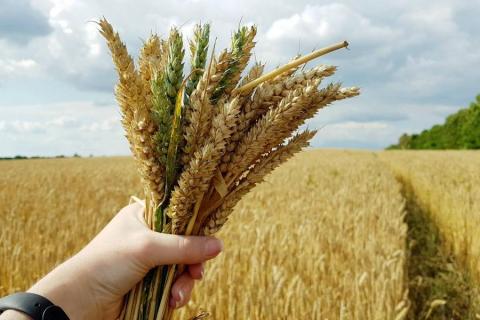 Ціни на пшеницю виросли на 2,3-3,9%, але подальше зростання обмежать прогнози збільшення урожаю Рис.1