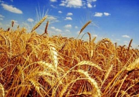 Затримка збирання в ЄС та нова атака порту Ізмаїл підтримують пшеничні котирування Рис.1