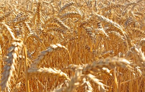 Пшеничні котирування у п'ятницю дещо знизилися, але загалом за тиждень виросли на 1,5-4,6% Рис.1