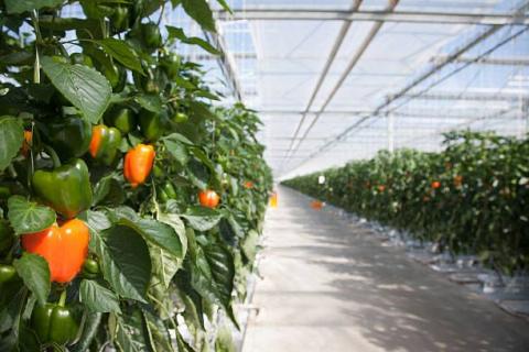 Ще 2 мільйони гривень грантової підтримки отримали агрогосподарства на розвиток садів і теплиць  Рис.1