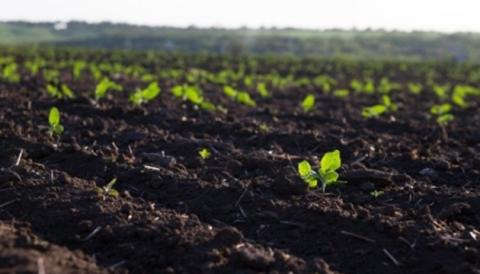 Понад 60% українських ґрунтів мають низьку родючість Рис.1