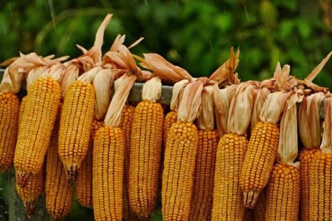Різке підвищення прогнозу урожаю кукурудзи для США та Китаю обвалило котирування Рис.1