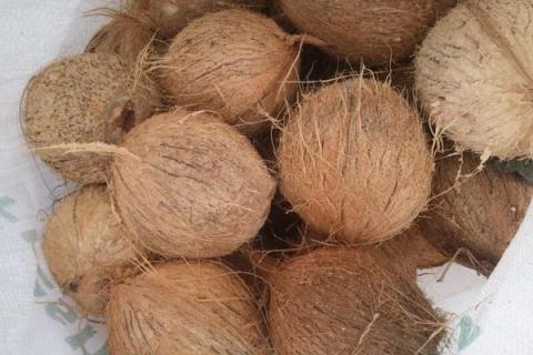  На індійські кокоси є стабільний попит і стабільна пропозиція Рис.1