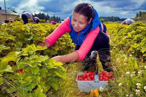 Нема кому збирати полуницю: польські фермери скаржаться, що через війну в Україні у них не вистачає працівників Рис.1