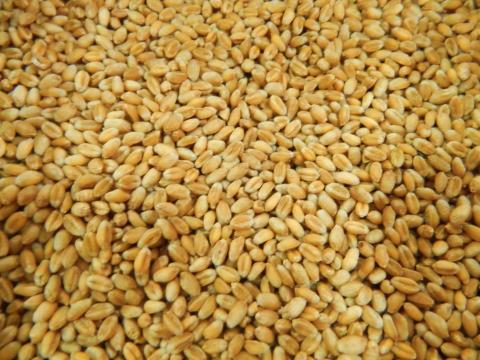 В Україні спостерігається тренд на вирощування твердої пшениці Рис.1