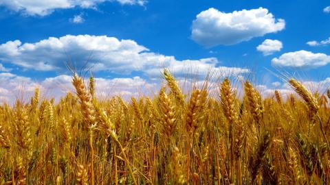 ДПЗКУ надає пріоритет дрібним та середнім сільгоспвиробникам при закупівлі зерна Рис.1