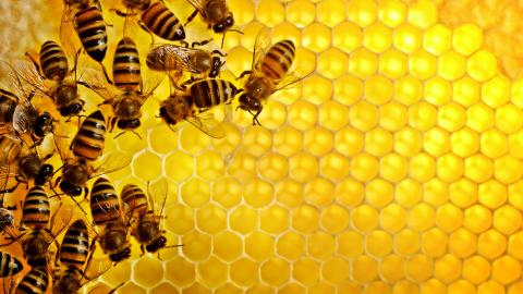 Кооперація бджолярів буде запорукою їх успіху на внутрішньому і зовнішньому ринках, - Ольга Трофімцева Рис.1