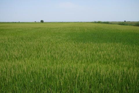 На Херсонщині представили нові технології вирощування рису на крапельному зрошенні Рис.1
