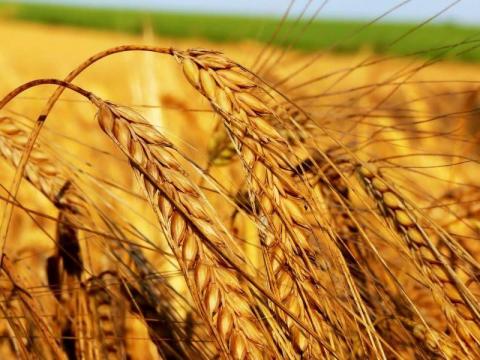 Очікується зростання глобального виробництва пшениці, ячменю та соняшнику Рис.1