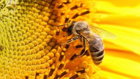 Сонячна енергетика врятує бджіл від вимирання Рис.1