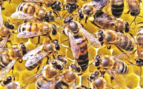 Супер-бджоли зі стійкістю до пестицидів - новий проект вчених з редагування генома Рис.1