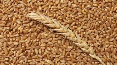 Світове виробництво зернових може сягнути нового історичного максимуму Рис.1