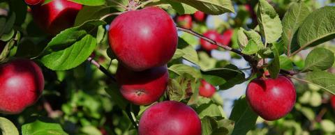 У країнах ЄС очікується рекордний за десять років врожай яблук Рис.1