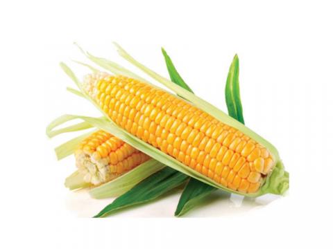 Україна може отримати рекордний урожай кукурудзи і наростити її експорт у Китай Рис.1