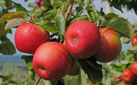 Україна збере найнижчий врожай яблука за останні 6 років Рис.1
