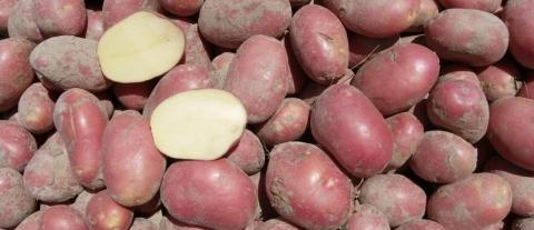 Українську картоплю хочуть стндартизувати по європейські, але не на 100% Рис.1