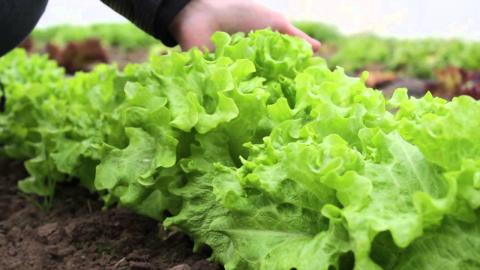 В розумних теплицях на Львівщині голландець вирощує салат Рис.1