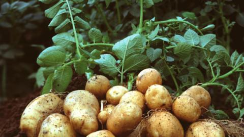 В Україні рекордно низька ціна на молоду картоплю Рис.1