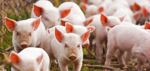 В Україні запроваджують програму аграрних розписок для свинарів Рис.1