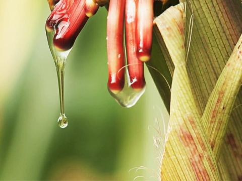 Вчені виявили сорт кукурудзи, який отримує азот з повітря Рис.1