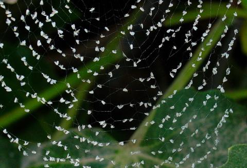Вчені запропонували використовувати павуків замість інсектицидів Рис.1