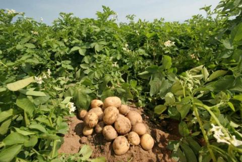 Вирощування картоплі може бути одним з найприбутковіших видів агробізнесу — експерт Рис.1