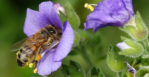 Які квіти вибирають бджоли? - дослідження вчених Рис.1