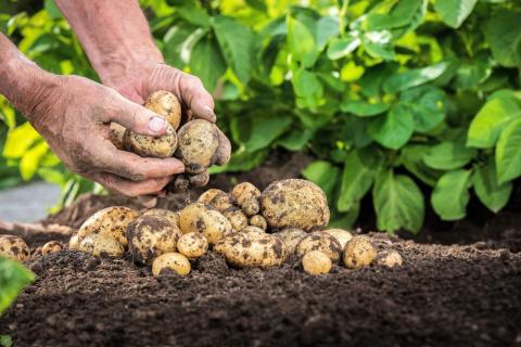 Як виростити ранню картоплю-два простих варіанти на вибір! Рис.1