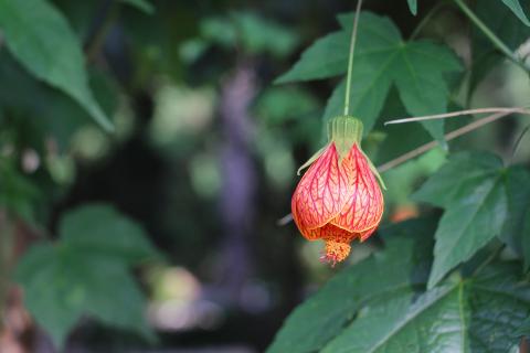 Квітучий клен абутілон для святкового настрою вдома і в саду Рис.1