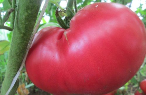 tomat-malinovyj-gigant_1.jpg